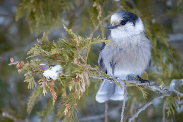 A wild Canada jay perched in a tree in Sax-Zim Bog in Minnesota.