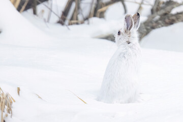 A wild snowshoe hare in the forest of Sax-Zim Bog in Minnesota.