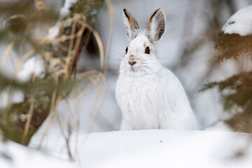 A wild snowshoe hare in the forest of Sax-Zim Bog in Minnesota.