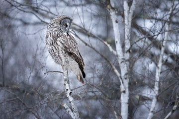 A wild great grey owl in Sax-Zim Bog in Minnesota.