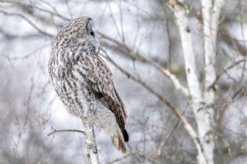 A wild great grey owl in Sax-Zim Bog in Minnesota.