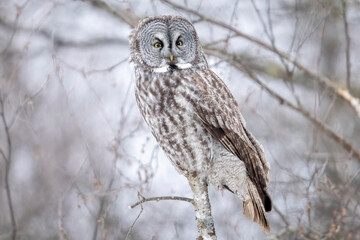 A wild great grey owl in Sax-Zim Bog in Minnesota.