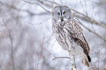 A wild great grey owl in Sax-Zim Bog in Minnesota.
