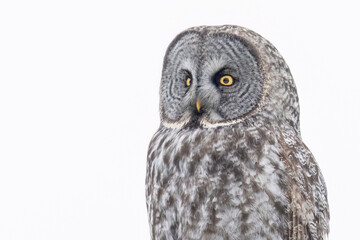A wild great grey owl in Sax-Zim Bog in Minnesota.