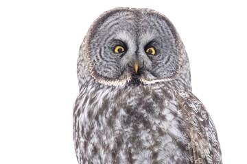 A wild great grey owl in Sax-Zim Bog in Minnesota.
