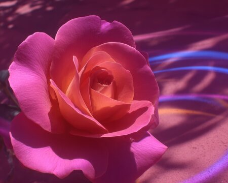 Vibrant pink rose close-up