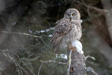 A wild great grey owl in Sax-Zim Bog in Minnesota.