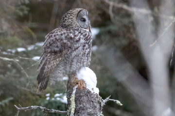A wild great grey owl in Sax-Zim Bog in Minnesota.