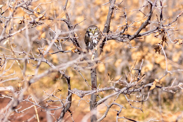 A wild northern pygmy owl perched in a tree in a park in Colorado.