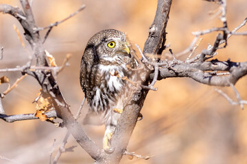 A wild northern pygmy owl perched in a tree in a park in Colorado.