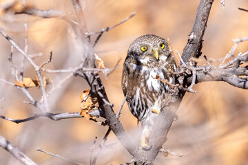 A wild northern pygmy owl perched in a tree in a park in Colorado.