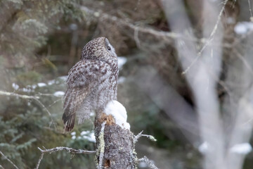 A wild great grey owl in Sax-Zim Bog in Minnesota.