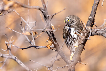 A wild northern pygmy owl perched in a tree in a park in Colorado.