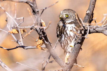 A wild northern pygmy owl perched in a tree in a park in Colorado.