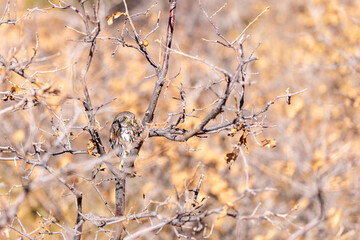 A wild northern pygmy owl perched in a tree in a park in Colorado.