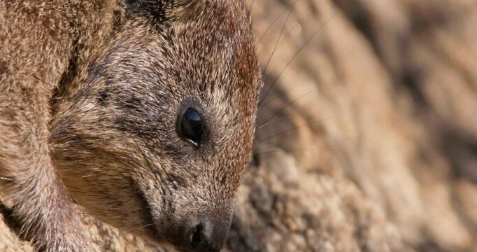 Extreme close-up of rock hyrax (Procavia capensis) face sniffing in morning in Kenya