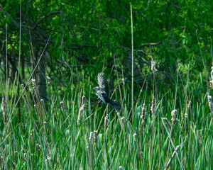 Bird Landing On A Perch