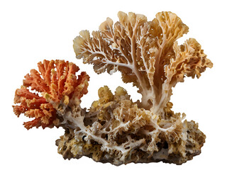 Corals two pieces of dried isolated on transparent background. Generated with AI
