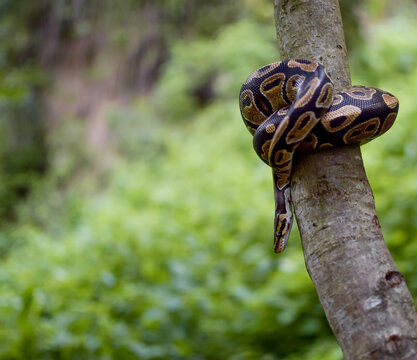 Daytime photo of a ball python snake climbing a tree with a natural background, descending from the branch.