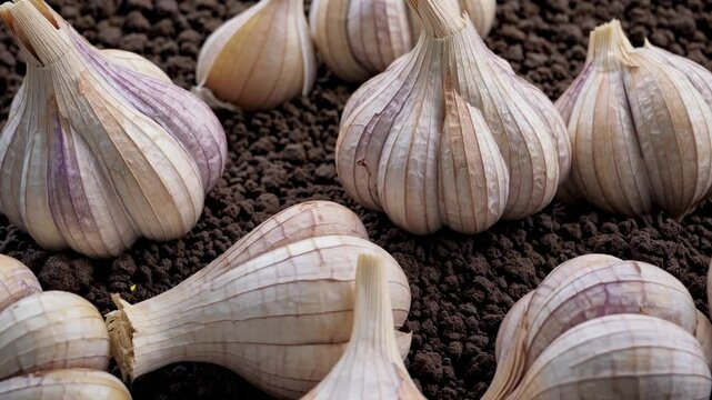 Closeup of Garlic Bulbs in Detail