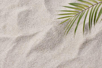 Seashells and Starfish on Soft Beach Sand – Minimal Summer Nature Background.