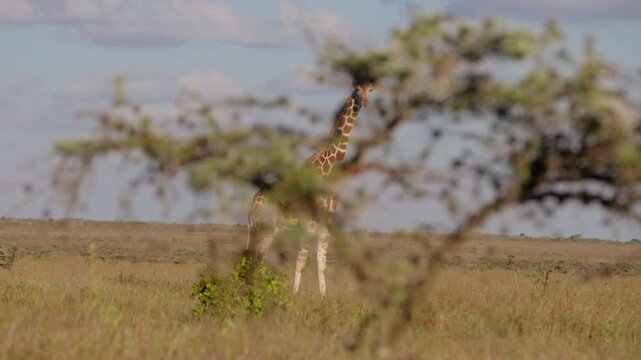 Very wide gimbal parallax of solitary Reticulated giraffe (Giraffa c. reticulata) standing watching camera in cloudy morning in Kenya