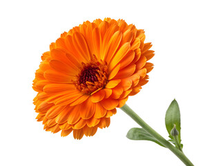 orange marigold flower with ruffled petals
