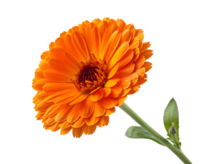orange marigold flower with ruffled petals
