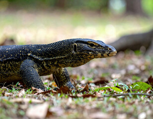 Naklejka premium A large monitor lizard with textured dark scales confidently walks through a forest floor covered in dry autumn leaves, bathed in warm natural sunlight.