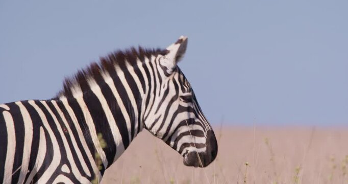 Close-up of a Plains Zebras (Equus quagga) head scanning around in dry savannah grasslands under hot midday sun in kenya 