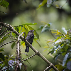 Nilgiri Flycatcher Perched on a Forest Branch in Munnar, Kerala