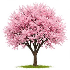 Obraz premium Isolated cherry blossom tree with pink flowers and green grass on white background