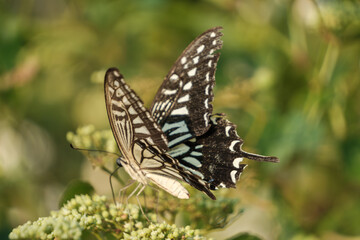 新緑の中で吸蜜するアゲハ蝶