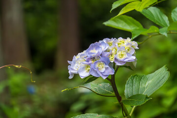 緑と淡紫が織りなす八重咲き紫陽花