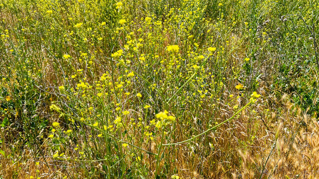  wild mustard plant 