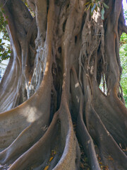 Giant sturdy roots and trunk of a Moreton Bay Fig Tree. Ficus macrophylla or Moreton Bay fig
