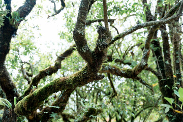 Twisted Mossy Branches in a Lush Forest Canopy