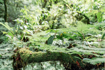Vibrant Moss and Ferns in Tropical Forest Undergrowth