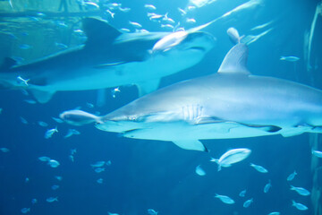 A Silvertip Shark at an aquarium