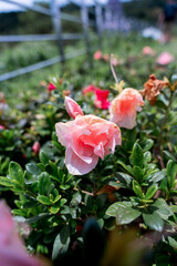 Close-up of Pink Azalea Flower in Bloom