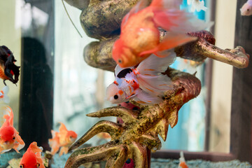 Colorful Goldfish Cluster Around Aquarium Decor