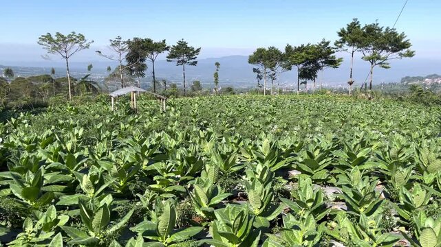 Tobacco Field in Wonosobo, Indonesia on a Sunny Day

