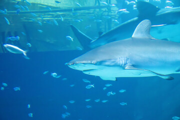 Obraz premium A Silvertip Shark at an aquarium