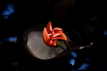 Flame of the Forest in Bloom