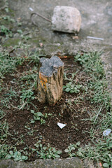 Weathered tree stump amidst fresh growth on a moody overcast day