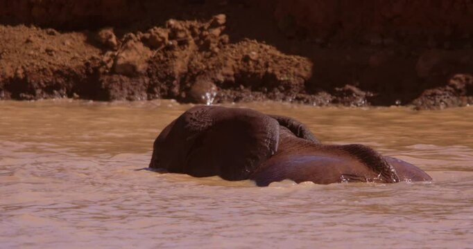 Close-up of a pair of African Bush Elephant (Loxodonta africana) bodies wallowing in a dam in the savannah at midday in Kenya