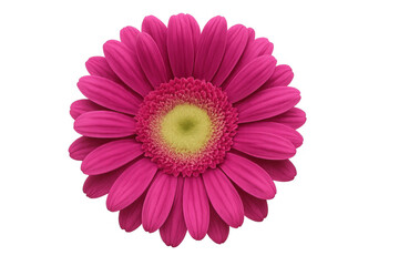 Close-up pink gerbera flower blossoming, transparent backdrop highlighting delicate petals and vivid floral details