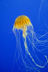 A Japanese sea nettle at a zoo