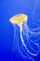 A Japanese sea nettle at a zoo