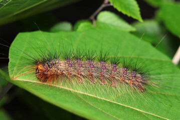 マイマイガに似た派手で大きいマエグロマイマイ蛾の終齢幼虫（自然環境下マクロ撮影）